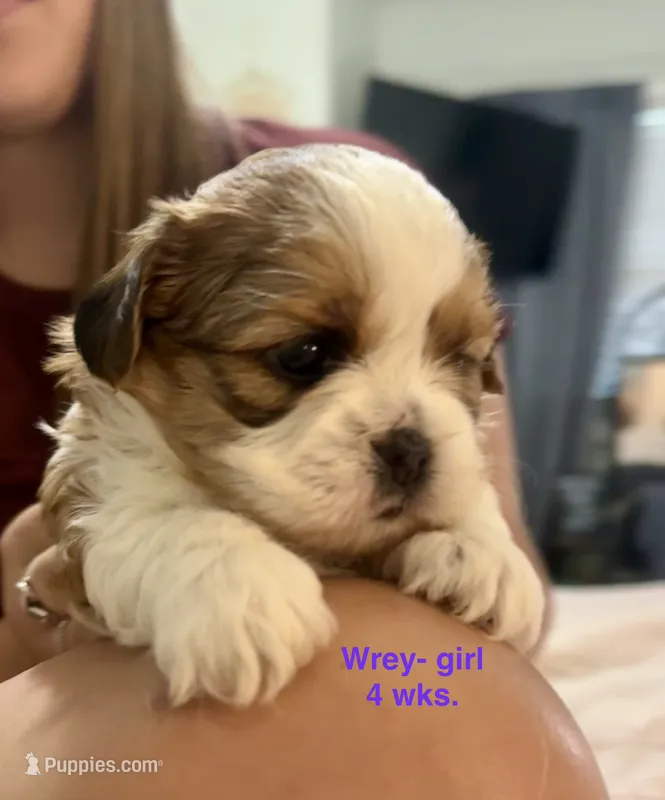 Wrey Lynn – Yorkshire Terrier, Shorkie puppy on hold in Arlington, KY