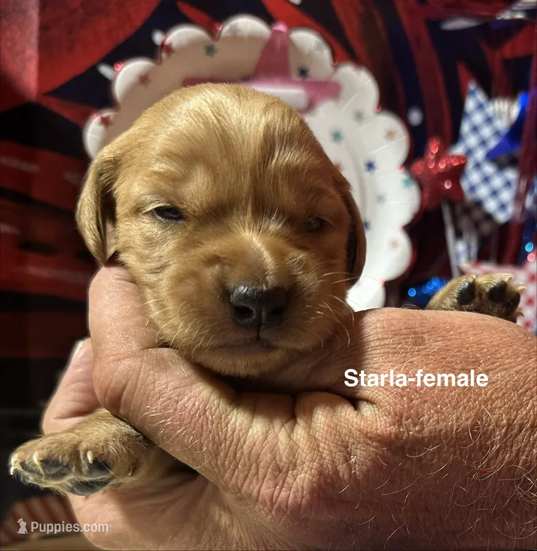 AKC Starla – Golden Retriever puppy for sale in Arlington, KY