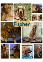 AKC Betsy, a female Golden Retriever for sale in Arlington, KY – 3 of 6