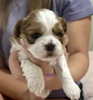 Wrey Lynn, a female Yorkshire Terrier and Shorkie for sale in Arlington, KY – 5 of 6