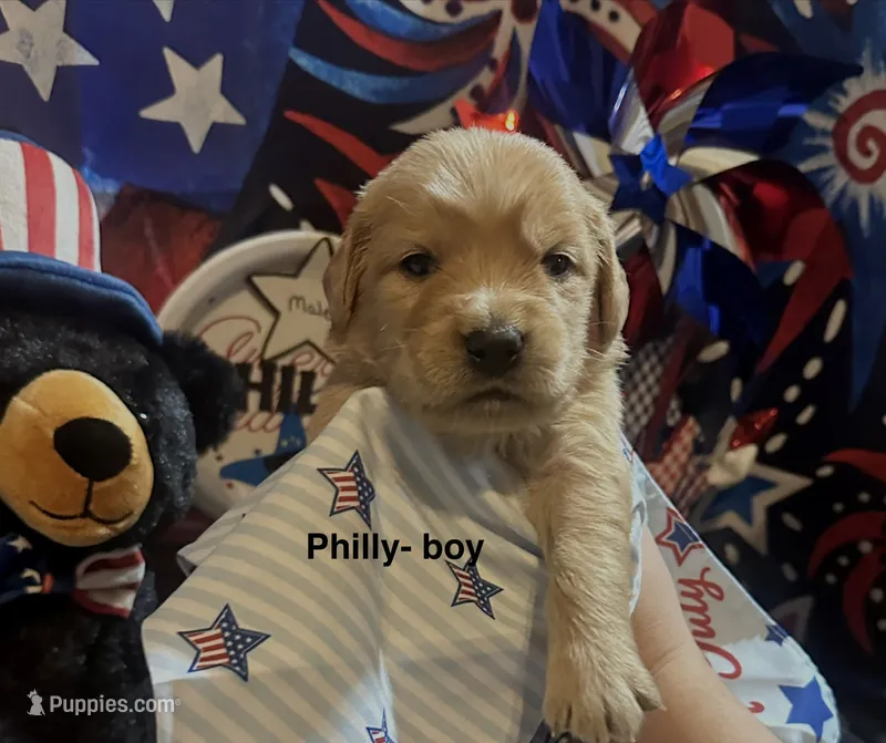 AKC Philly – Golden Retriever puppy for sale in Arlington, KY