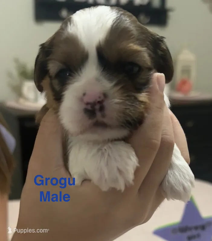 Grogu – Yorkshire Terrier, Shorkie puppy for sale in Arlington, KY