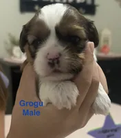 Grogu, a male Shih Tzu and Shorkie for sale in Arlington, KY – 6 of 10