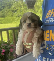 Grogu, a male Shih Tzu and Shorkie for sale in Arlington, KY – 4 of 10