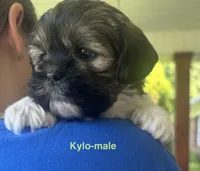 Kylo, a male Yorkshire Terrier and Shorkie for sale in Arlington, KY – 3 of 10