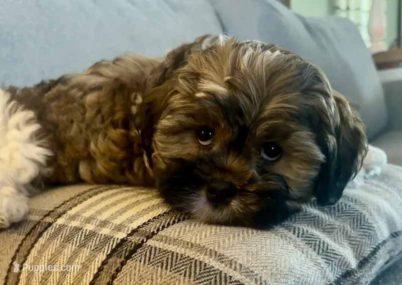 Luke-shorkie – Shih Tzu, Yorkshire Terrier puppy for sale in Arlington, KY
