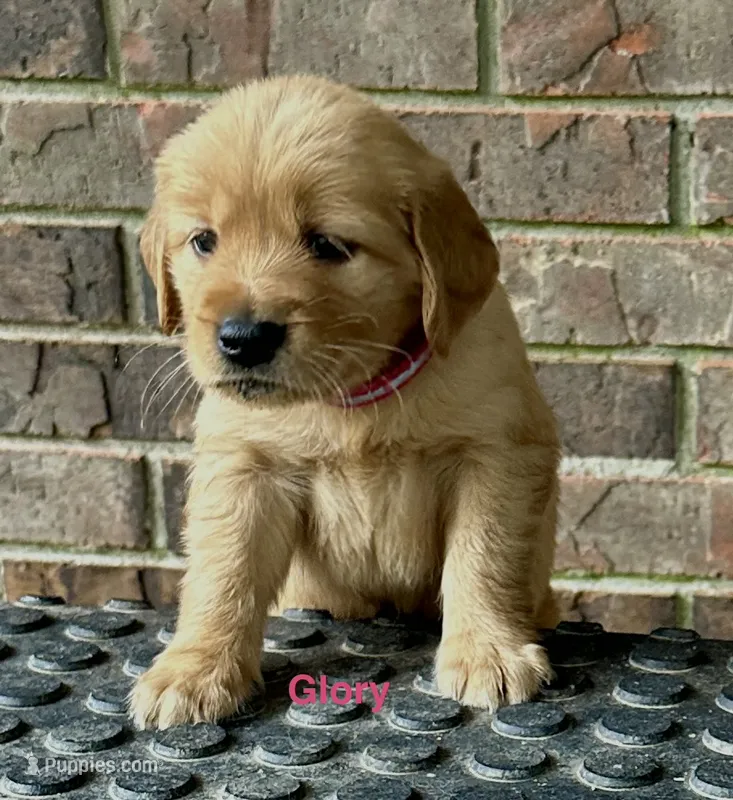 AKC Glory – Golden Retriever puppy for sale in Arlington, KY