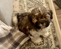Luke-shorkie, a male Shih Tzu and Yorkshire Terrier for sale in Arlington, KY – 7 of 10