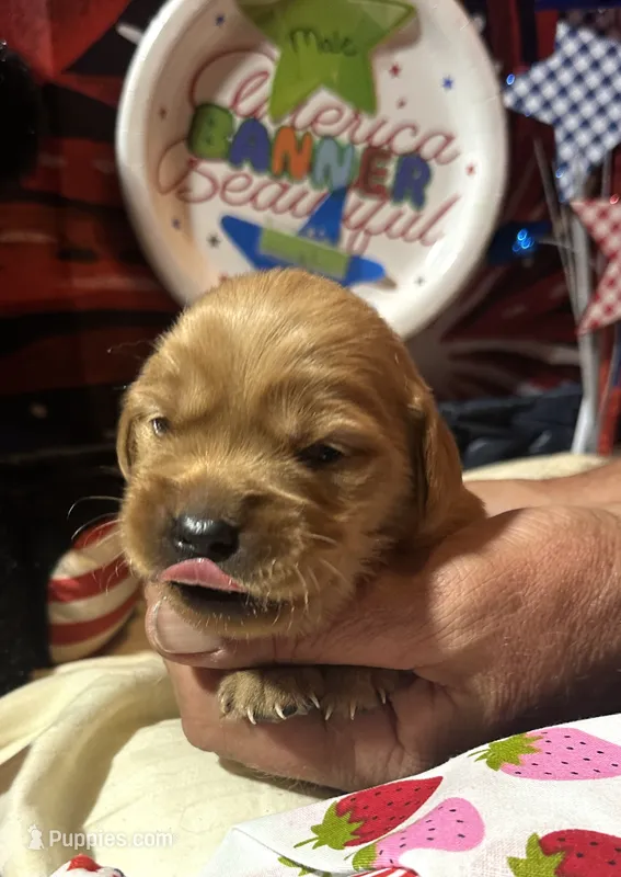 AKC Banner – Golden Retriever puppy for sale in Arlington, KY