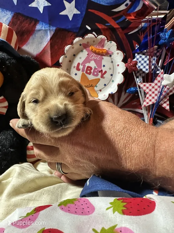 AKC Libby – Golden Retriever puppy on hold in Arlington, KY