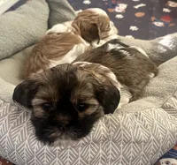 Kylo, a male Yorkshire Terrier and Shorkie for sale in Arlington, KY – 4 of 10