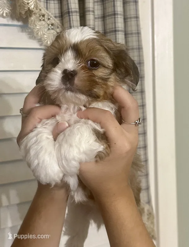 Grogu – Shih Tzu, Shorkie puppy for sale in Arlington, KY
