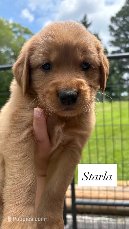 AKC Starla – Golden Retriever puppy for sale in Arlington, KY