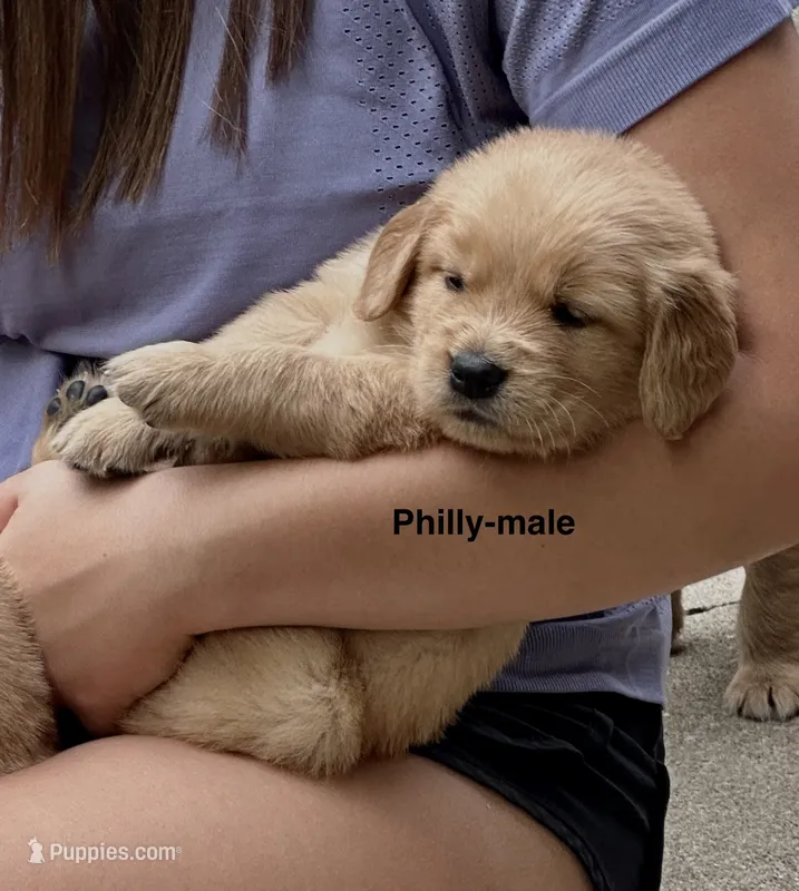AKC Philly – Golden Retriever puppy for sale in Arlington, KY