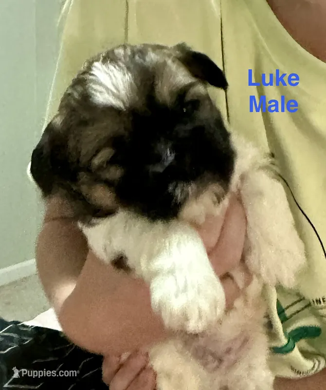 Luke – Shih Tzu, Shorkie puppy for sale in Arlington, KY