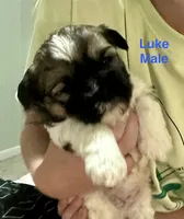 Luke, a male Shih Tzu and Yorkshire Terrier for sale in Arlington, KY – 4 of 10