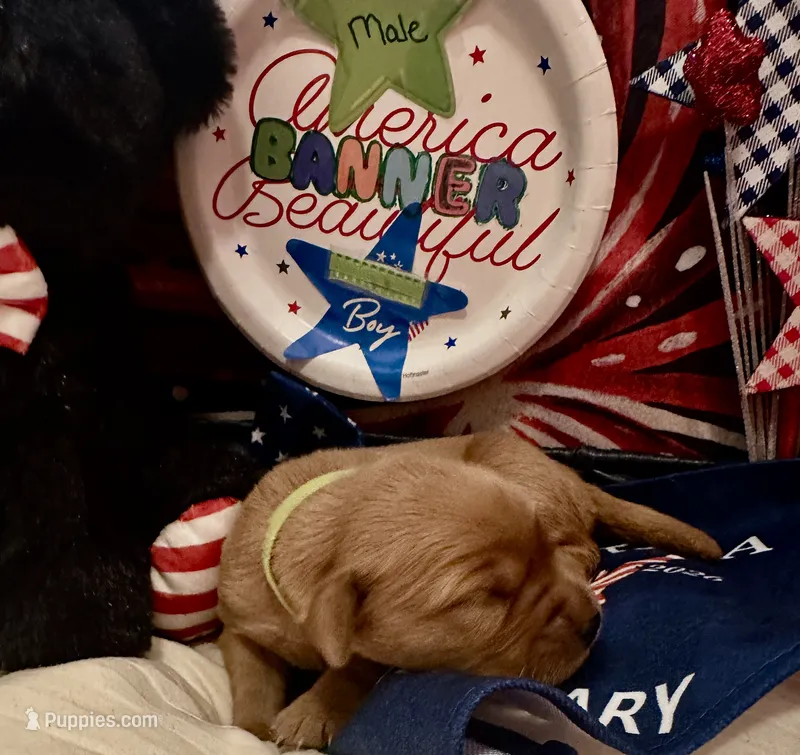 AKC Banner – Golden Retriever puppy for sale in Arlington, KY