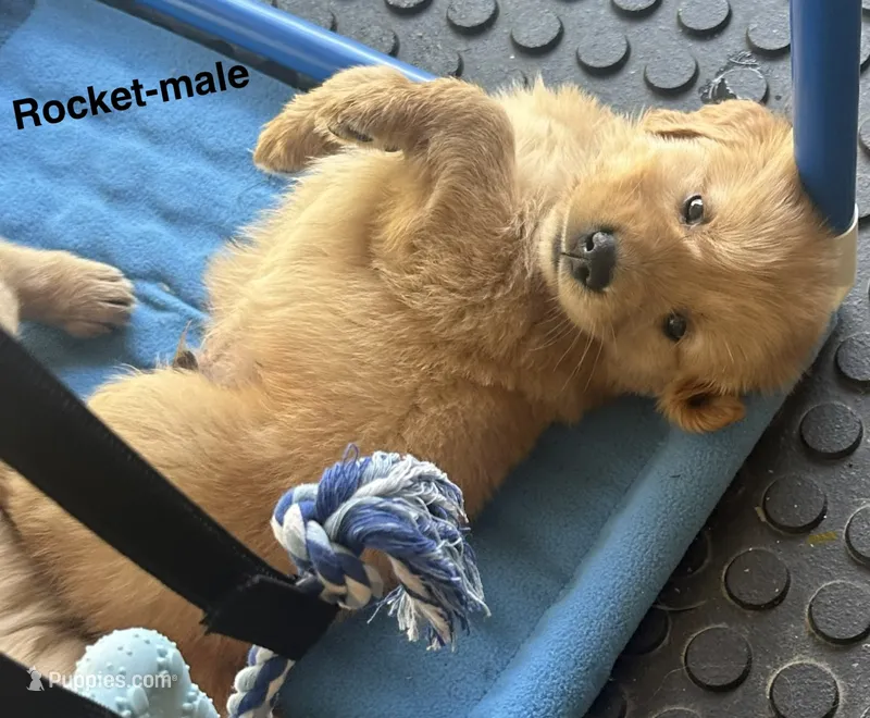 AKC Rocket – Golden Retriever puppy for sale in Arlington, KY
