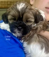 Luke, a male Shih Tzu and Shorkie for sale in Arlington, KY – 9 of 10