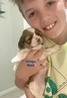 Grogu, a male Shih Tzu and Shorkie for sale in Arlington, KY – 8 of 10