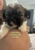 Luke, a male Shih Tzu and Yorkshire Terrier for sale in Arlington, KY – 1 of 10