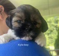 Kylo, a male Yorkshire Terrier and Shorkie for sale in Arlington, KY – 2 of 10