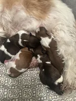 Kylo, a male Yorkshire Terrier and Shorkie for sale in Arlington, KY – 4 of 5