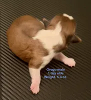 Grogu, a male Shih Tzu and Shorkie for sale in Arlington, KY – 1 of 6