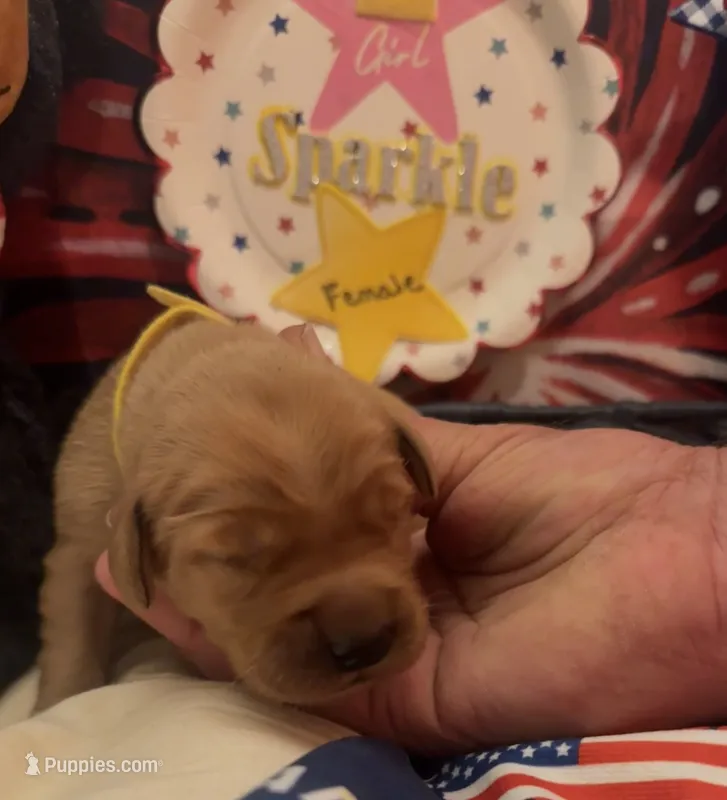 AKC Starla – Golden Retriever puppy for sale in Arlington, KY