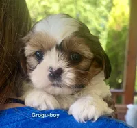 Grogu, a male Shih Tzu and Shorkie for sale in Arlington, KY – 3 of 10