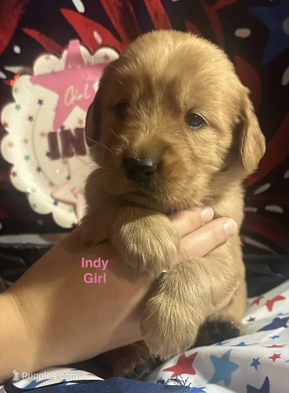 AKC Indy – Golden Retriever puppy for sale in Arlington, KY