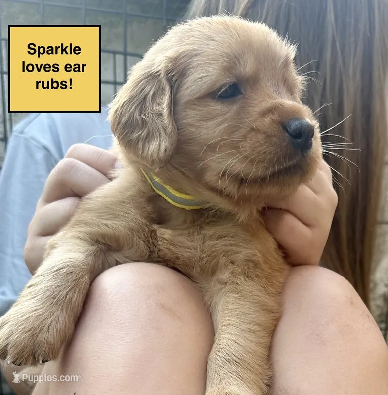 AKC Sparkle – Golden Retriever puppy for sale in Arlington, KY
