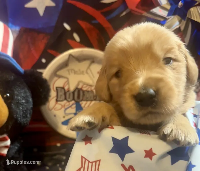 AKC Boomer – Golden Retriever puppy for sale in Arlington, KY