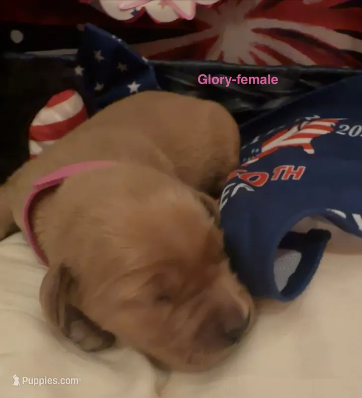 AKC Glory – Golden Retriever puppy for sale in Arlington, KY