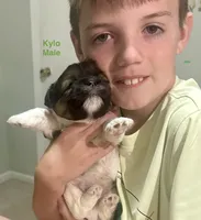 Kylo, a male Shih Tzu and Yorkshire Terrier for sale in Arlington, KY – 5 of 10