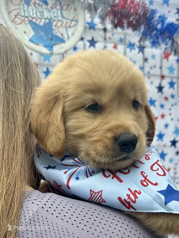 AKC Rocket – Golden Retriever puppy for sale in Arlington, KY