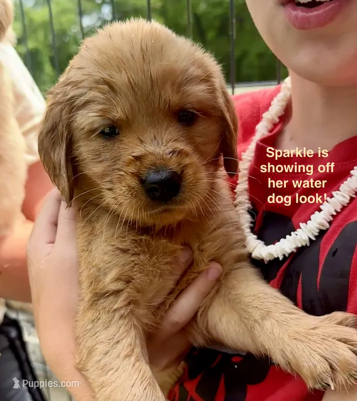 AKC Sparkle – Golden Retriever puppy for sale in Arlington, KY