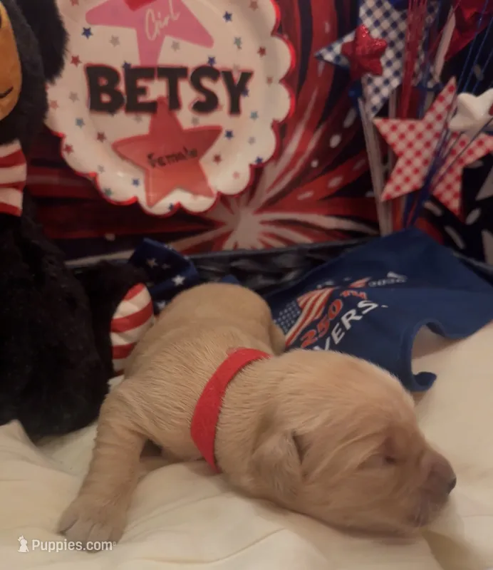 AKC Betsy – Golden Retriever puppy for sale in Arlington, KY