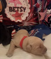 AKC Betsy, a female Golden Retriever for sale in Arlington, KY – 1 of 6