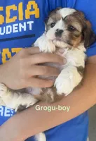 Grogu, a male Yorkshire Terrier and Shorkie for sale in Arlington, KY – 2 of 10