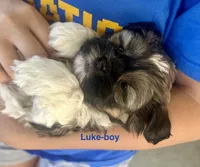 Luke, a male Shih Tzu and Shorkie for sale in Arlington, KY – 5 of 10