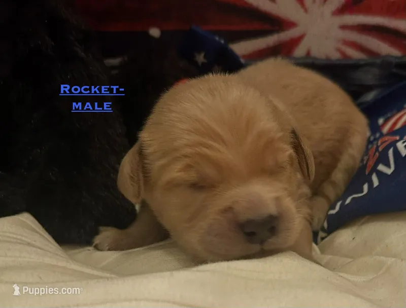 AKC Rocket – Golden Retriever puppy for sale in Arlington, KY
