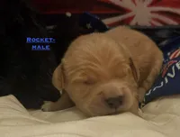 AKC Rocket, a male Golden Retriever for sale in Arlington, KY – 1 of 6