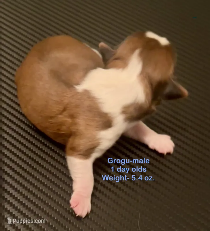 Grogu – Yorkshire Terrier, Shorkie puppy for sale in Arlington, KY