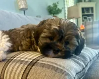 Luke-shorkie, a male Shih Tzu and Yorkshire Terrier for sale in Arlington, KY – 3 of 10