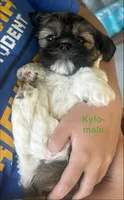 Kylo, a male Shih Tzu and Shorkie for sale in Arlington, KY – 6 of 10