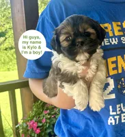 Kylo, a male Yorkshire Terrier and Shorkie for sale in Arlington, KY – 7 of 10