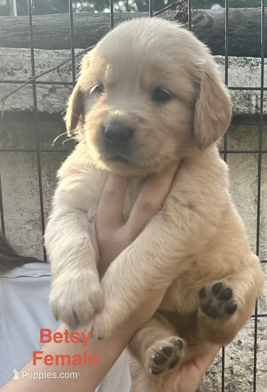 AKC Betsy – Golden Retriever puppy for sale in Arlington, KY