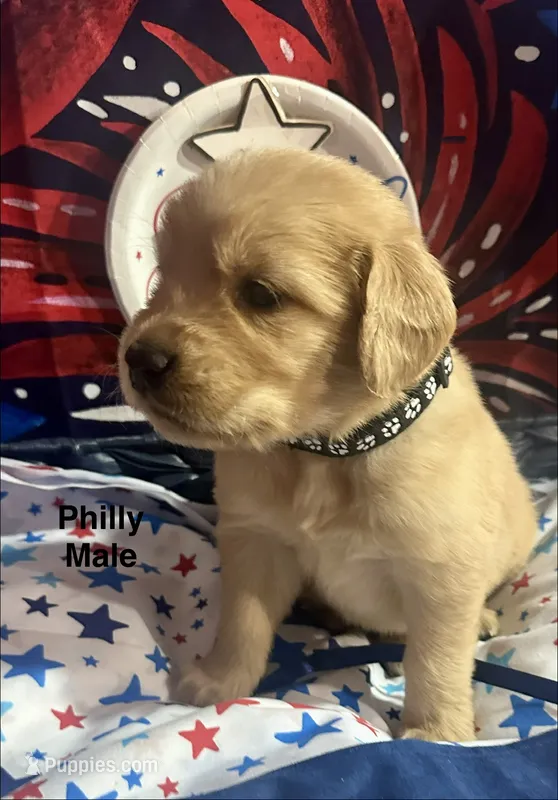 AKC Philly – Golden Retriever puppy for sale in Arlington, KY