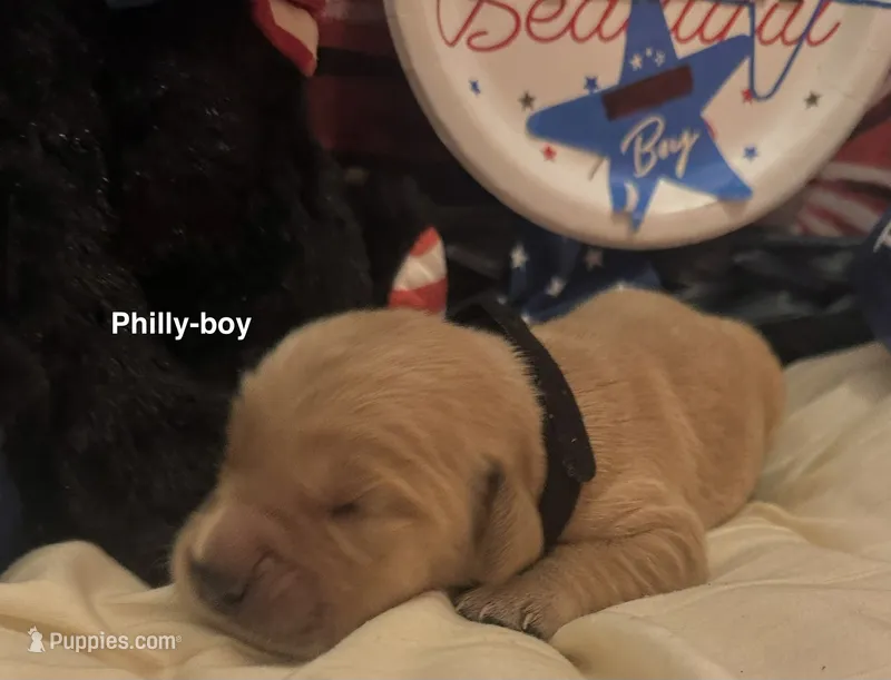 AKC Philly – Golden Retriever puppy for sale in Arlington, KY